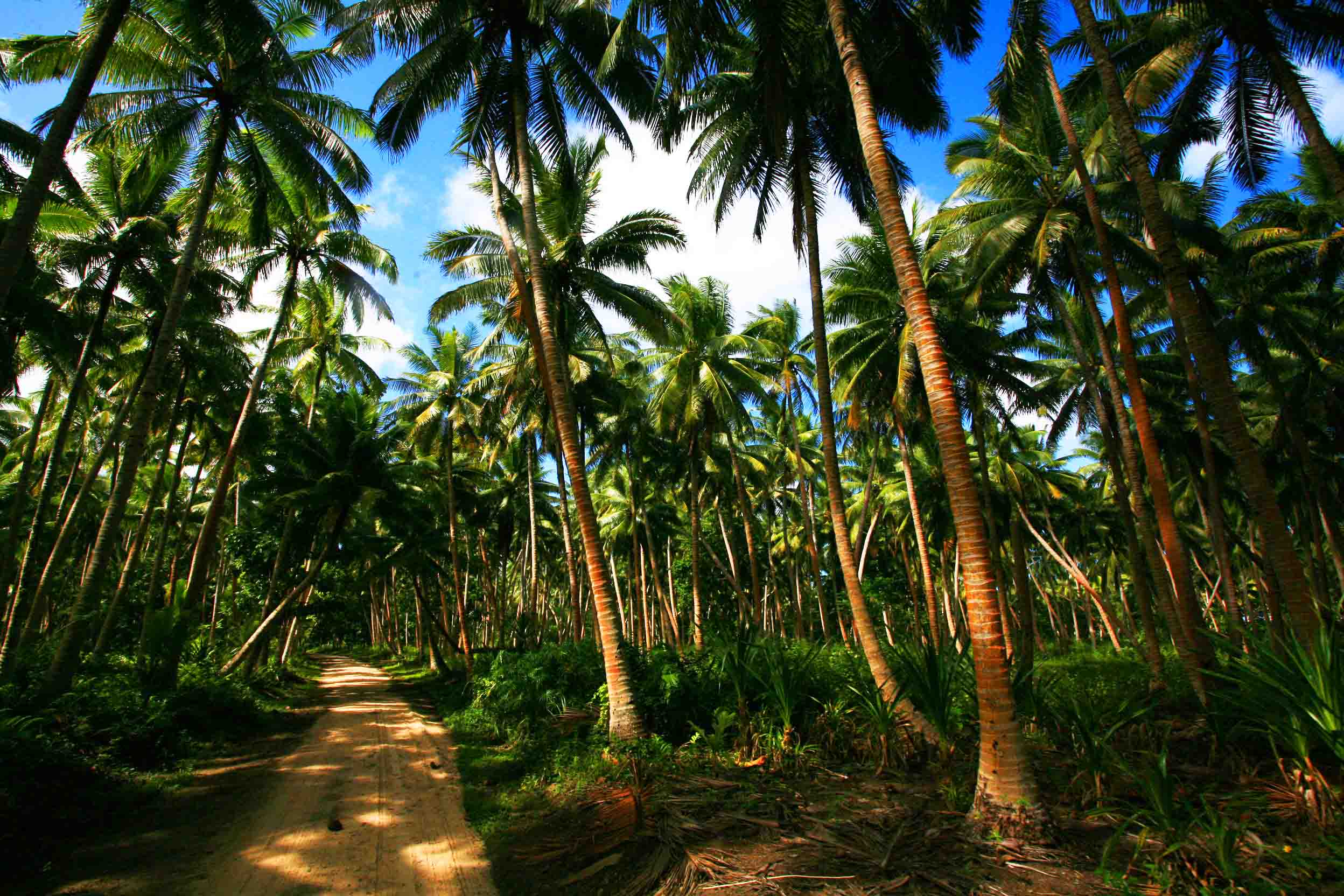 Our coconut plantation sourc